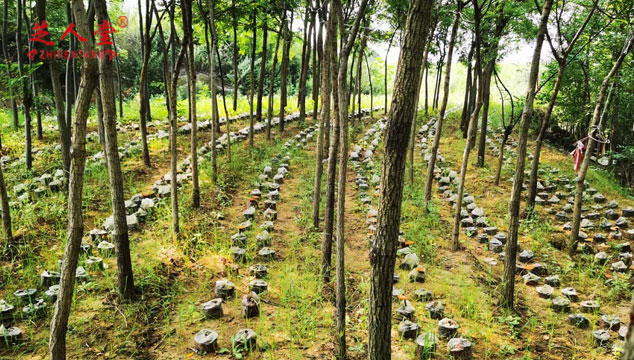 空腹应该先吃降压药还是先吃灵芝孢子粉,灵芝孢子粉