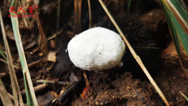 没有破壁的灵芝孢子粉能吃吗,破壁灵芝孢子粉