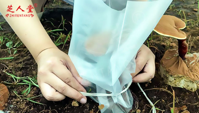 灵芝孢子粉一般多少钱一克,灵芝孢子粉市场价格,芝人堂灵芝孢子粉多少钱一克