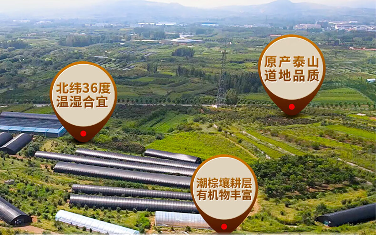 芝人堂破壁灵芝孢子粉胶囊100g/含灵芝三萜5g