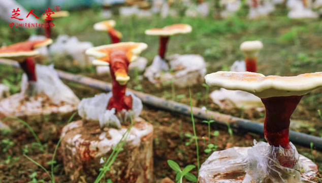 什么是段木灵芝孢子粉,段木灵芝孢子粉,芝人堂段木灵芝孢子粉