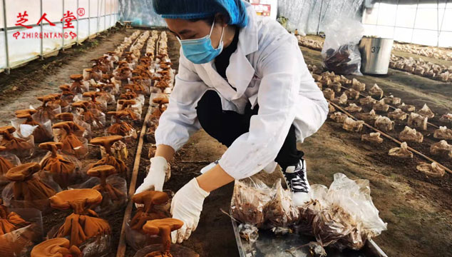 孢子粉原料是灵芝孢子油的源头,芝人堂孢子粉,芝人堂孢子油