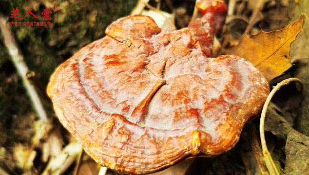 野生的灵芝会有孢子粉吗,灵芝孢子粉,野生灵芝孢子粉