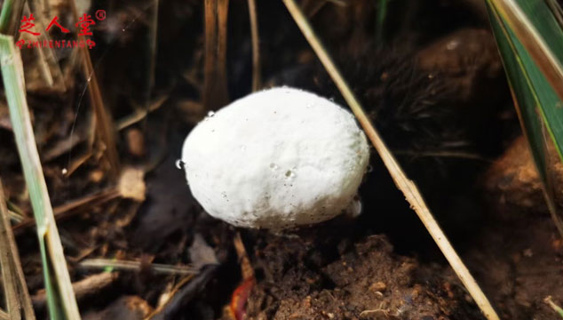 野生灵芝怎么区分是否有毒,野生灵芝,灵芝,野生灵芝有毒吗