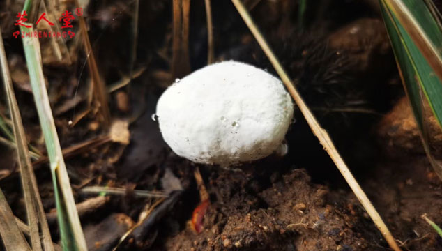 野生灵芝能直接采摘食用吗,采摘野生灵芝需要注意什么,野生灵芝采摘