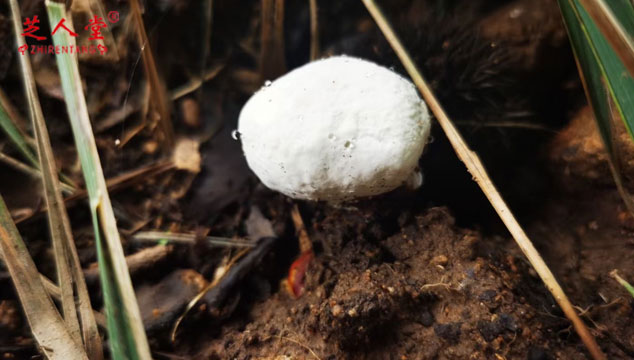 野生灵芝比人工种植的灵芝效果会更好吗,野生灵芝,人工种植灵芝