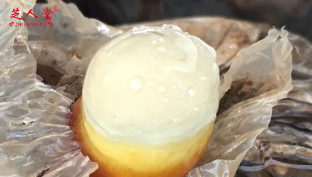 灵芝孢子是什么,功效和灵芝相同吗,灵芝,灵芝孢子粉