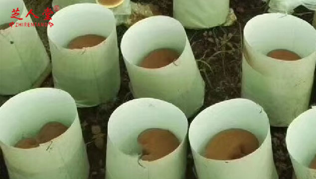 灵芝孢子粉有野生的吗,野生灵芝孢子粉,灵芝孢子粉