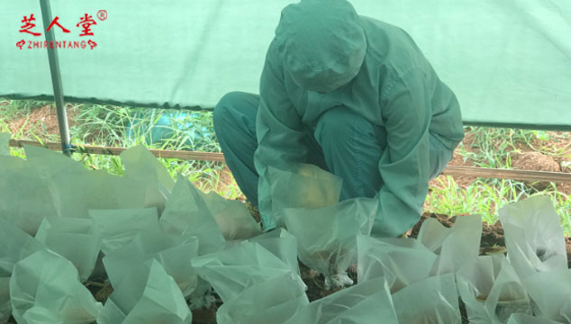 灵芝孢子粉一年喷几次,灵芝孢子粉是什么时候收集的,灵芝孢子粉