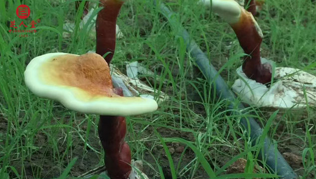 整朵灵芝子实体应该怎么吃,灵芝哪种吃法更好,灵芝子实体