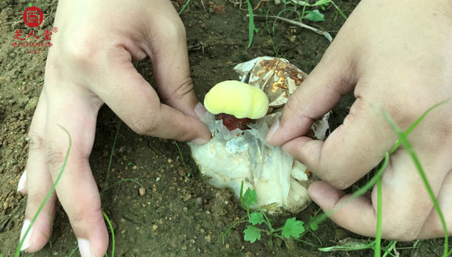 灵芝孢子粉原料竟然这么多不同,灵芝孢子粉原料,灵芝孢子粉