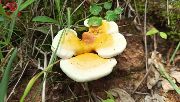 什么颜色的灵芝滋补价值更高呢,灵芝应该怎么选择呢,灵芝