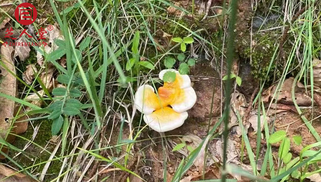 野生灵芝是大的好还是小的好呢,野生灵芝,泰山赤灵芝