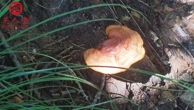 野生灵芝有毒吗,野生灵芝能不能直接食用,野生灵芝,泰山灵芝,泰山赤灵芝