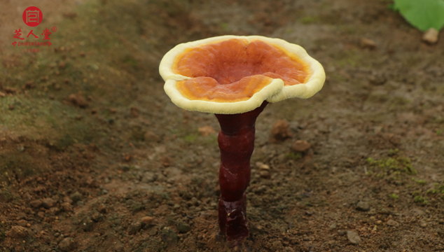 为什么大家都喜欢选择泰山赤灵芝,泰山赤灵芝,泰山灵芝