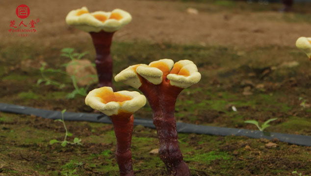 灵芝主要在什么样的环境下生长呢,灵芝生长环境,灵芝生长