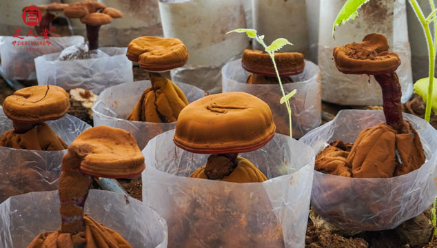 灵芝孢子粉长在灵芝的哪个部位,灵芝孢子粉