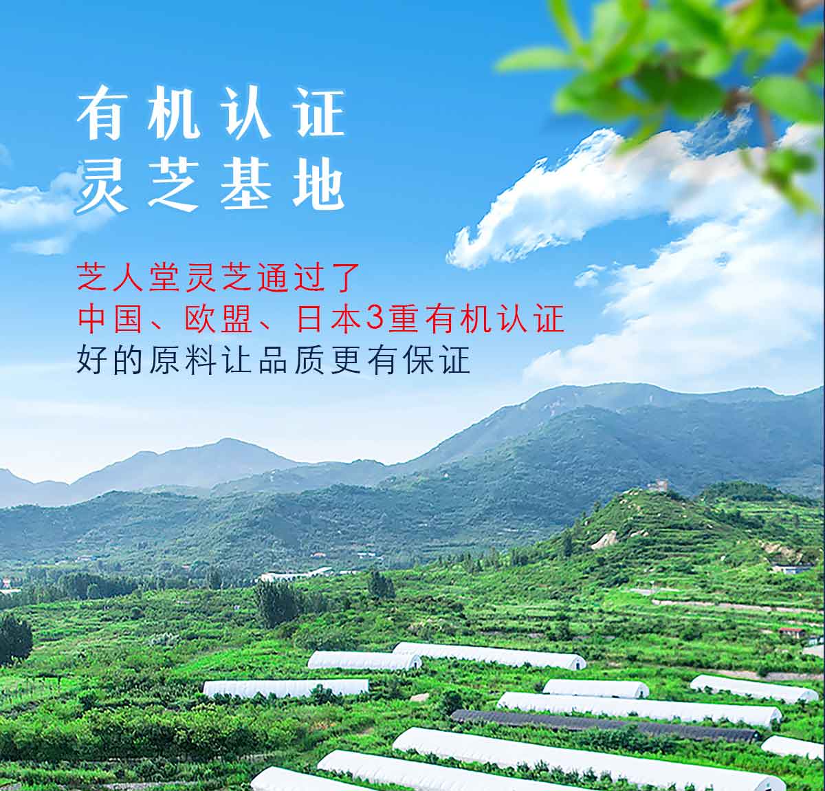 芝人堂破壁灵芝孢子粉胶囊100g/含灵芝三萜5g