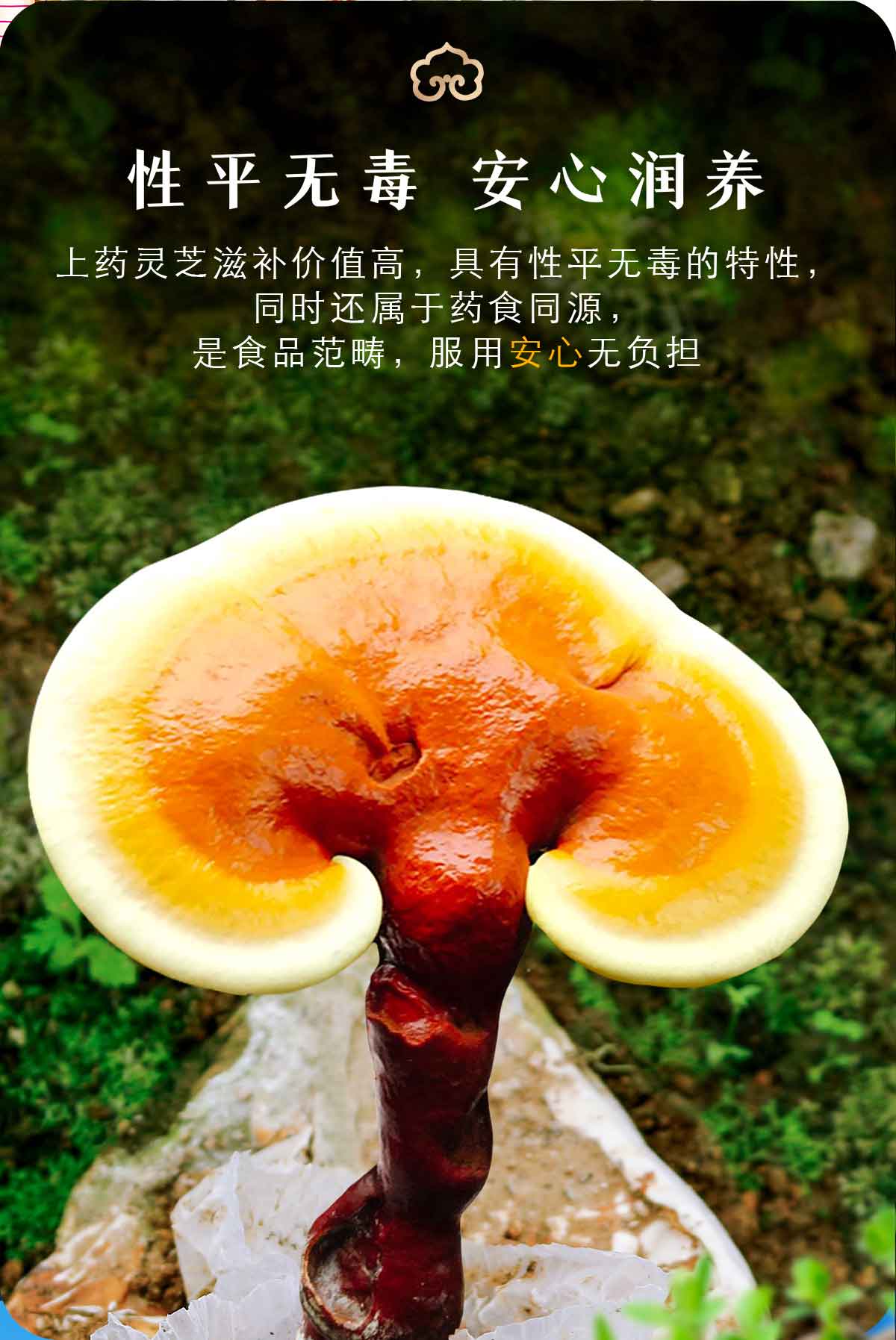 芝人堂破壁灵芝孢子粉胶囊100g/含灵芝三萜5g