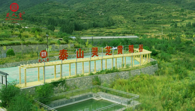 泰山赤芝是哪里生产的好？(图3)