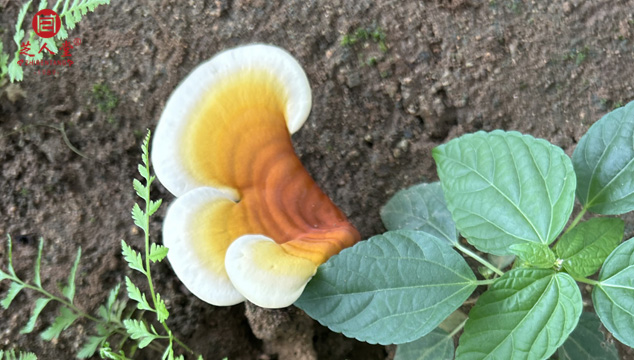 还没成熟的灵芝可以摘来吃吗,灵芝采摘,泰山赤灵芝